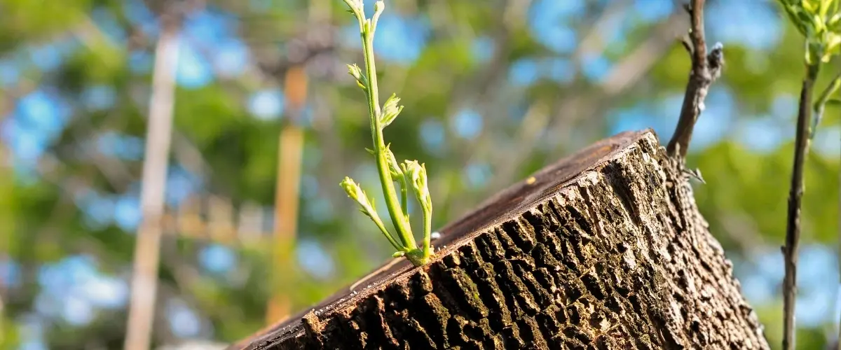 Bois d'acacia brut