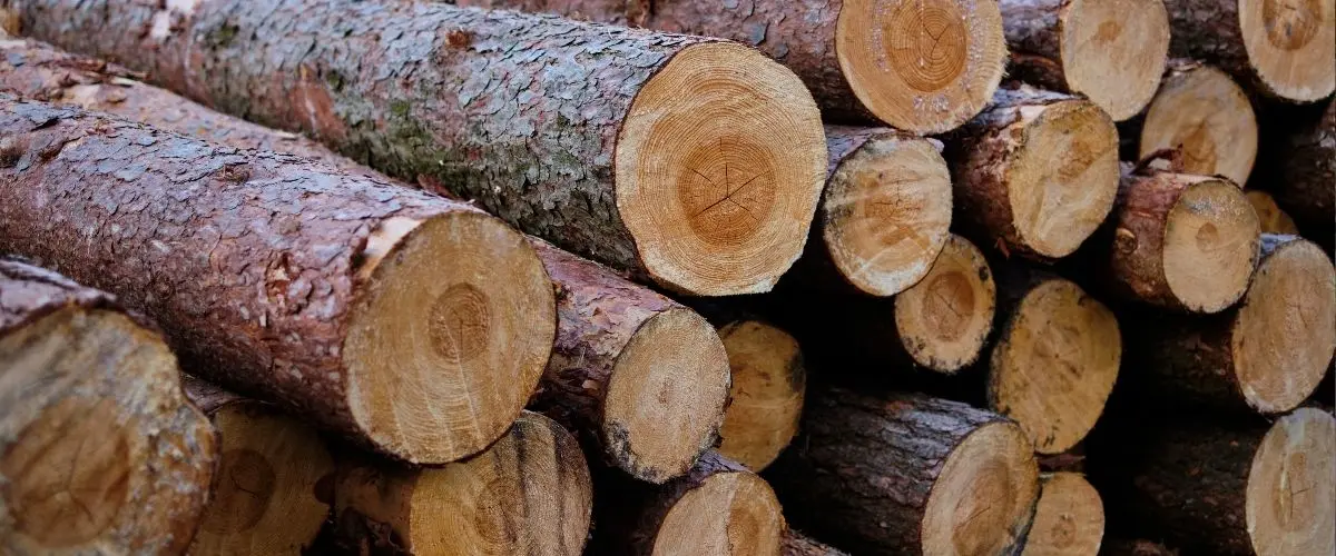 Bois massif